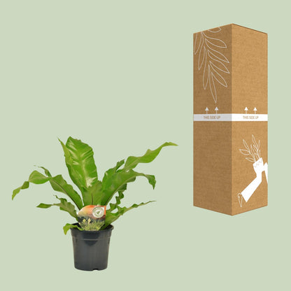 Asplenium Nidus - Ø17cm - ↕60cm - Pflanzfix24