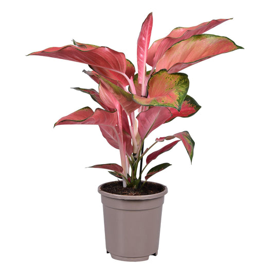 Aglaonema Orange Star Pflanze - Pflanzfix24