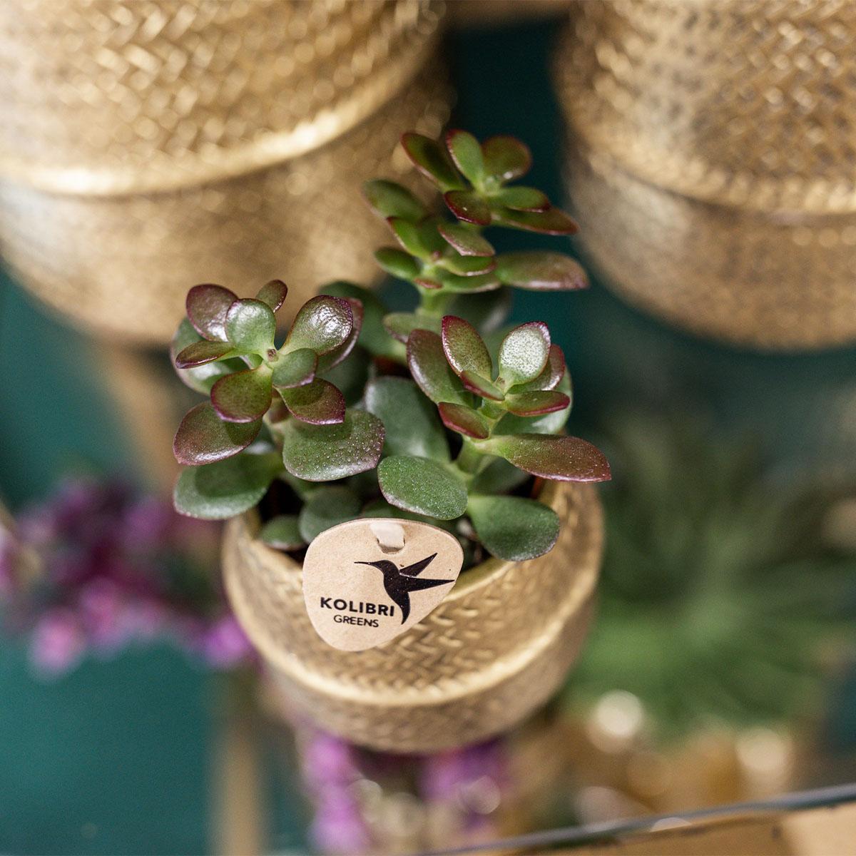 Pflanzenset Groove Gold mit Orchidee & Aloe – Pflanzfix24.de - Pflanzfix24.de