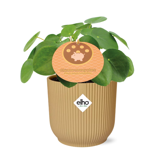 Pilea Peperomioides 12 cm im ELHO Vibes Fold Gelb | Pflanzfix24