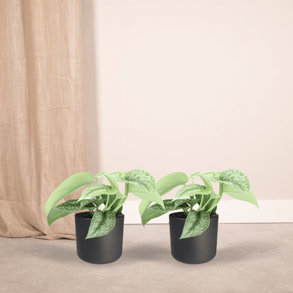Scindapsus Pictus Trebie 2er-Set Ø12cm, 15cm hoch – Kletter- & Hängepflanze | Pflanzfix24.de - Pflanzfix24.de