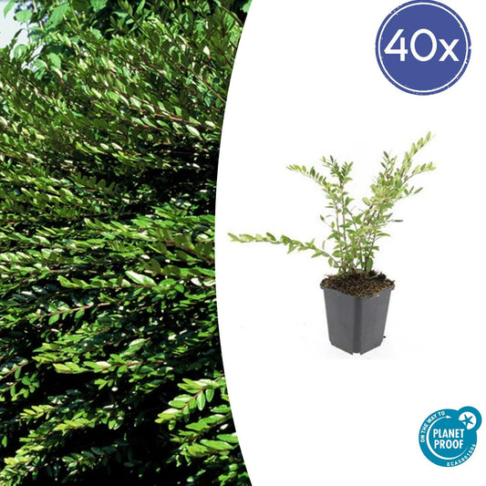 40x Lonicera pileata 'Purple Pearl' - ↕10-25cm - Ø9cm - Pflanzfix24.de - Pflanzfix24.de