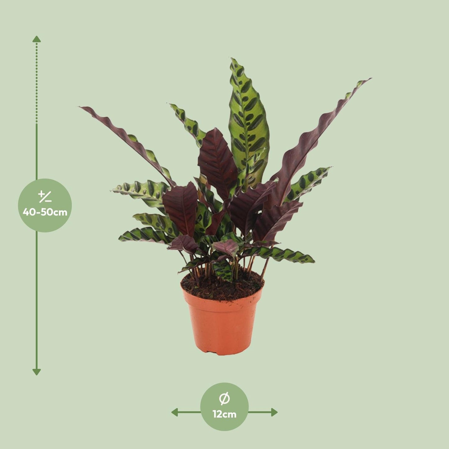 Calathea Insignis - Ø12cm - pflanzfix24