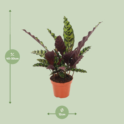 Calathea Insignis - Ø12cm - pflanzfix24