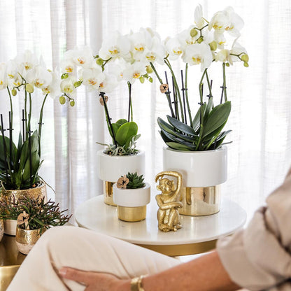 Kolibri Home Lush Pot Ø6cm - Eleganter kleiner Keramiktopf mit Gold - Pflanzfix24.de - Pflanzfix24.de