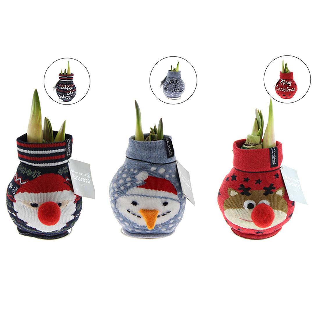 No Water Flowers® Fashionz Xmas Fun Classic Mix (3 pack) + Red flower - Pflanzfix24