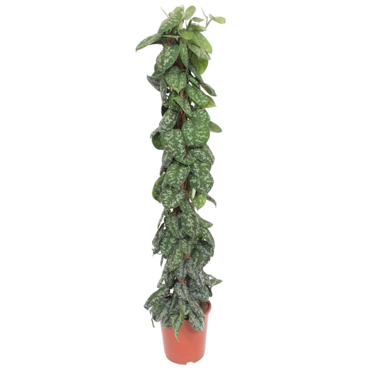 Scindapsus Pictus Trebie Moosstab 160cm – Kletterpflanze | Pflanzfix24.de - Pflanzfix24.de