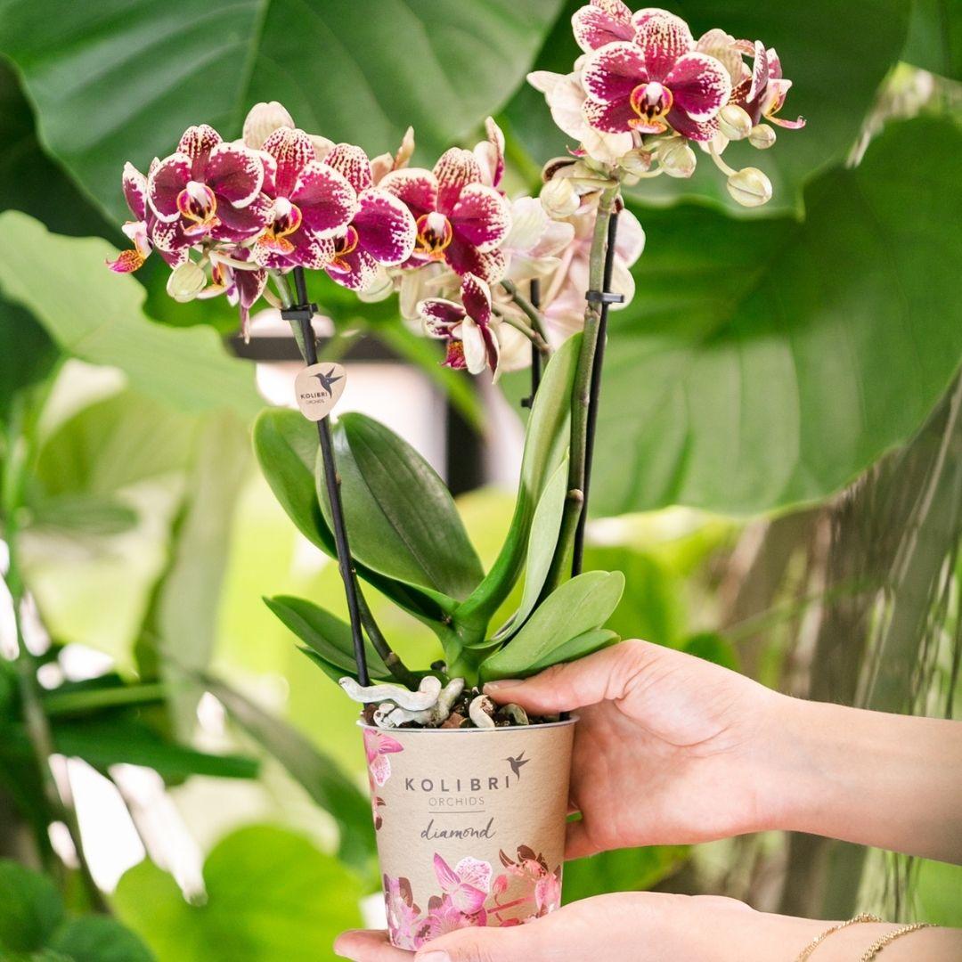 Phalaenopsis Orchidee Spanien Gelb-Rot Ø9cm – Pflanzfix24.de - Pflanzfix24.de