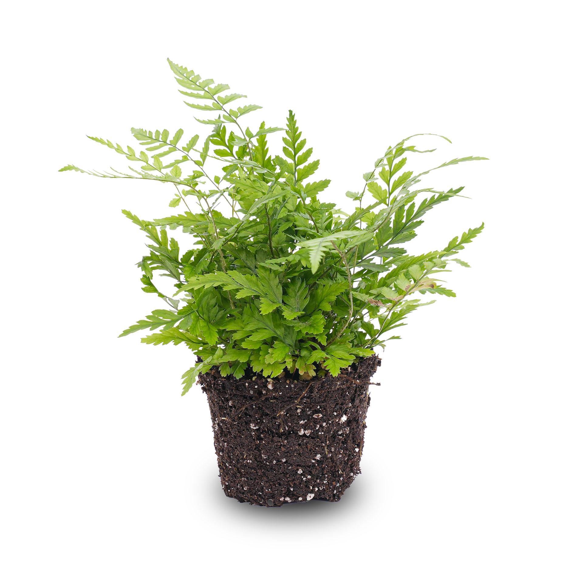 Athyrium spicatum Farn 6 cm Topf – Pflanzfix24.de - Pflanzfix24.de