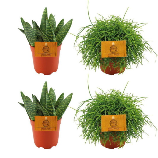 2x Aloe Paradisicum + 2x Rhipsalis Cassutha - 4 stuks - Ø10.5cm - ↕10cm - Pflanzfix24
