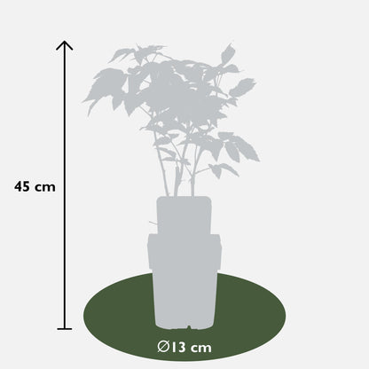 Rubus idaeus 'Malling Promise' - pflanzfix24