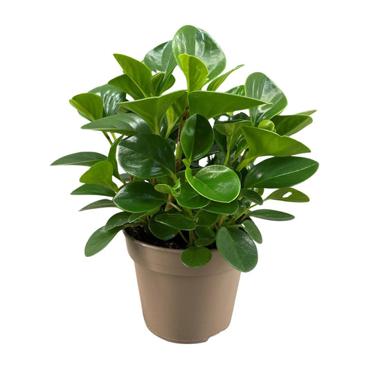 Peperomia Obtusifolia Green Gold - Ø15cm - ↕30cm - Pflanzfix24