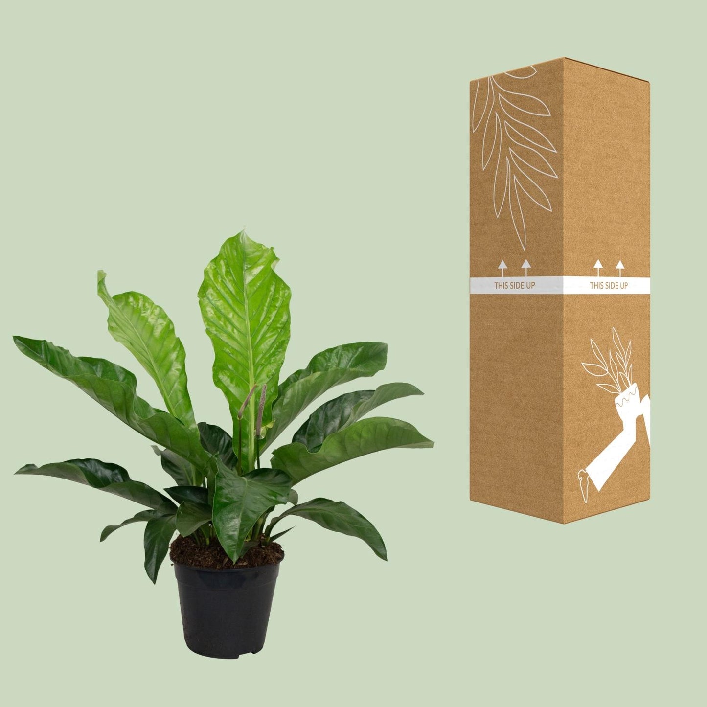 Anthurium KARMA Botanical - Ø30cm - ↕90cm - Pflanzfix24