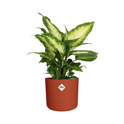 Dieffenbachia 'Camilla' in ELHO b.for soft rond 14cm brique - Pflanzfix24