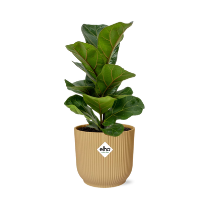 Ficus Lyrata 'Bambino' im ELHO Vibes Fold 14cm gelb - Pflanzfix24