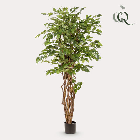 Kunst-Ficus Liana 170 cm – Realistische Deko | Pflanzfix24.de - Pflanzfix24.de