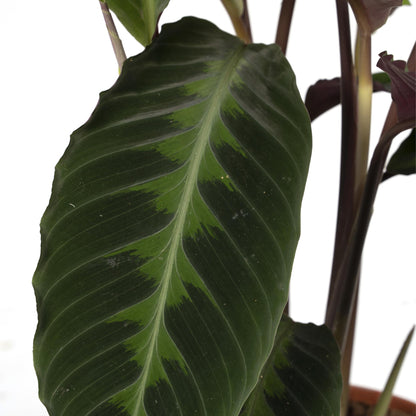 Calathea Warscewiczii - Pfauenpflanze - Ø19cm - ↕70cm - Pflanzfix24.de - Pflanzfix24.de