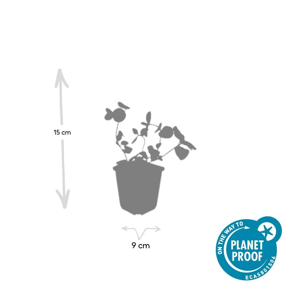20x Vinca major - ↕10-25cm - Ø9cm bei Pflanzfix24.de - Pflanzfix24.de
