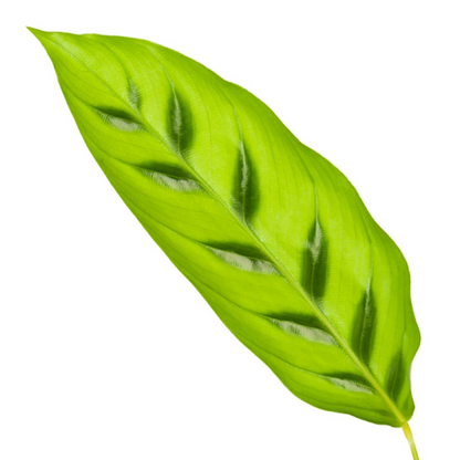 Calathea Leopardina - 35cm - Ø12cm bei Pflanzfix24