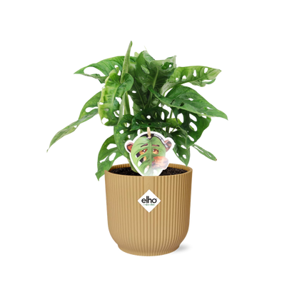Monstera 'Monkey Leaf' ELHO Fold 14cm gelb | Pflanzfix24