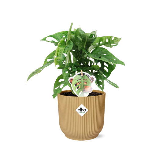 Monstera 'Monkey Leaf' ELHO Fold 14cm gelb | Pflanzfix24