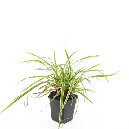24x Carex morrowii 'Aureovariegata' - Pflanzfix24