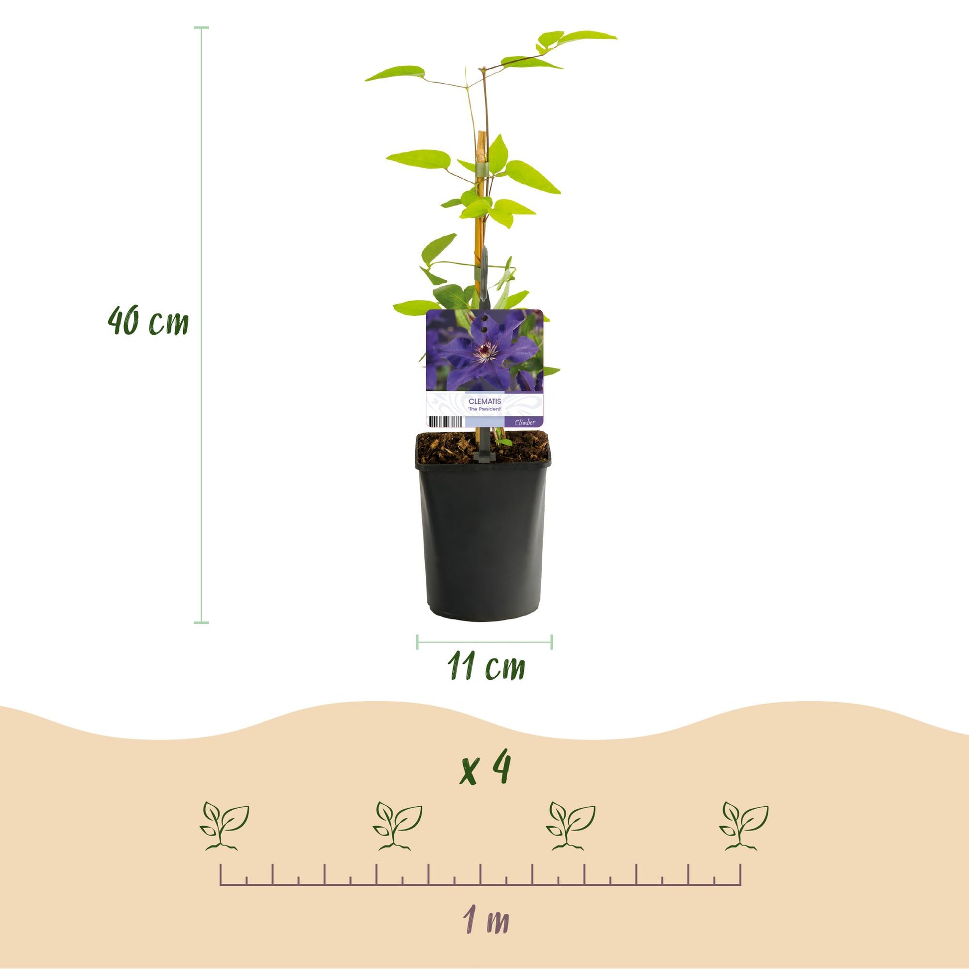 GreenboutiQ - Clematis The President - 2 Pflanzen - Pflanzfix24.de - Pflanzfix24.de