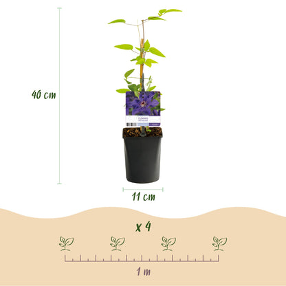 GreenboutiQ - Clematis The President - 2 Pflanzen - Pflanzfix24.de - Pflanzfix24.de