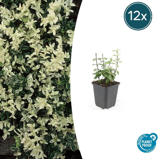 12x Euonymus fortunei 'Harlequin' – bunter Bodendecker | Pflanzfix24.de - Pflanzfix24.de