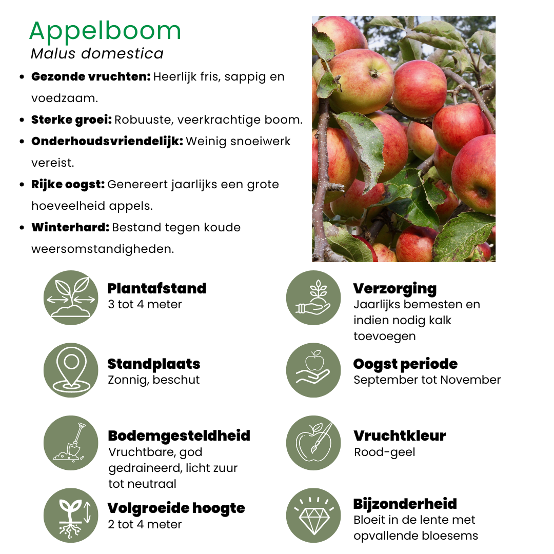 Bio-Apfelbaum Malus - 1 x Ø 20 cm - ↨ 60 cm - Pflanzfix24.de - Pflanzfix24.de