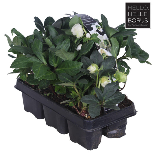 Helleborus Niger 'Christmas Carol' 6-pack - Pflanzfix24