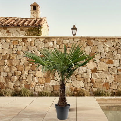 Trachycarpus Fortuneii Palme 220-240cm – Robust & Exotisch | Pflanzfix24.de - Pflanzfix24.de