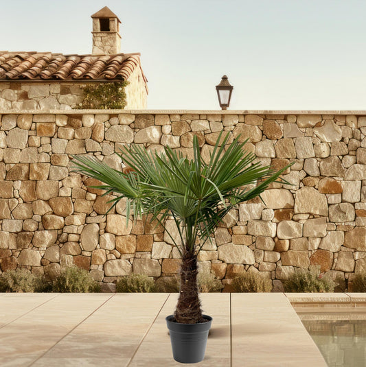 Trachycarpus Fortuneii Palme 220-240cm – Robust & Exotisch | Pflanzfix24.de - Pflanzfix24.de
