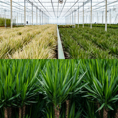 Dracaena & Yucca Zimmerpflanzen Set - Pflanzfix24