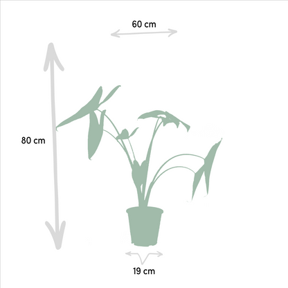 Zimmerpflanzen-Set Monstera, Alocasia & Strelitzia – Pflanzfix24.de - Pflanzfix24.de