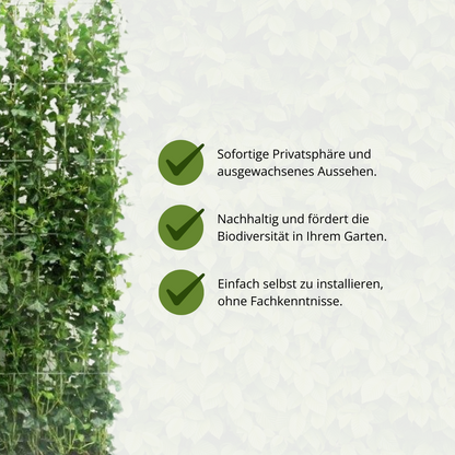 Hedera Hibernica - Efeu - Fertighecke - ↨180 cm bei Pflanzfix24.de - Pflanzfix24.de