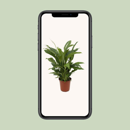 Spathiphyllum Torelli Ø17cm – elegante Friedenslilie | pflanzfix24.de - Pflanzfix24.de