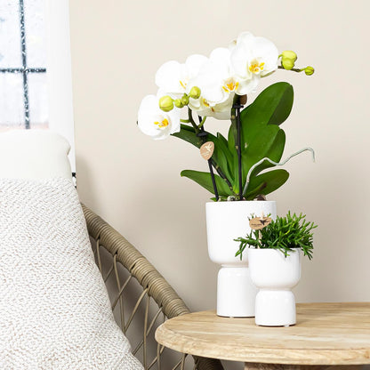 Phalaenopsis Orchidee Jewel Greenland | Topfgröße Ø9cm | frisch vom Züchter - Pflanzfix24