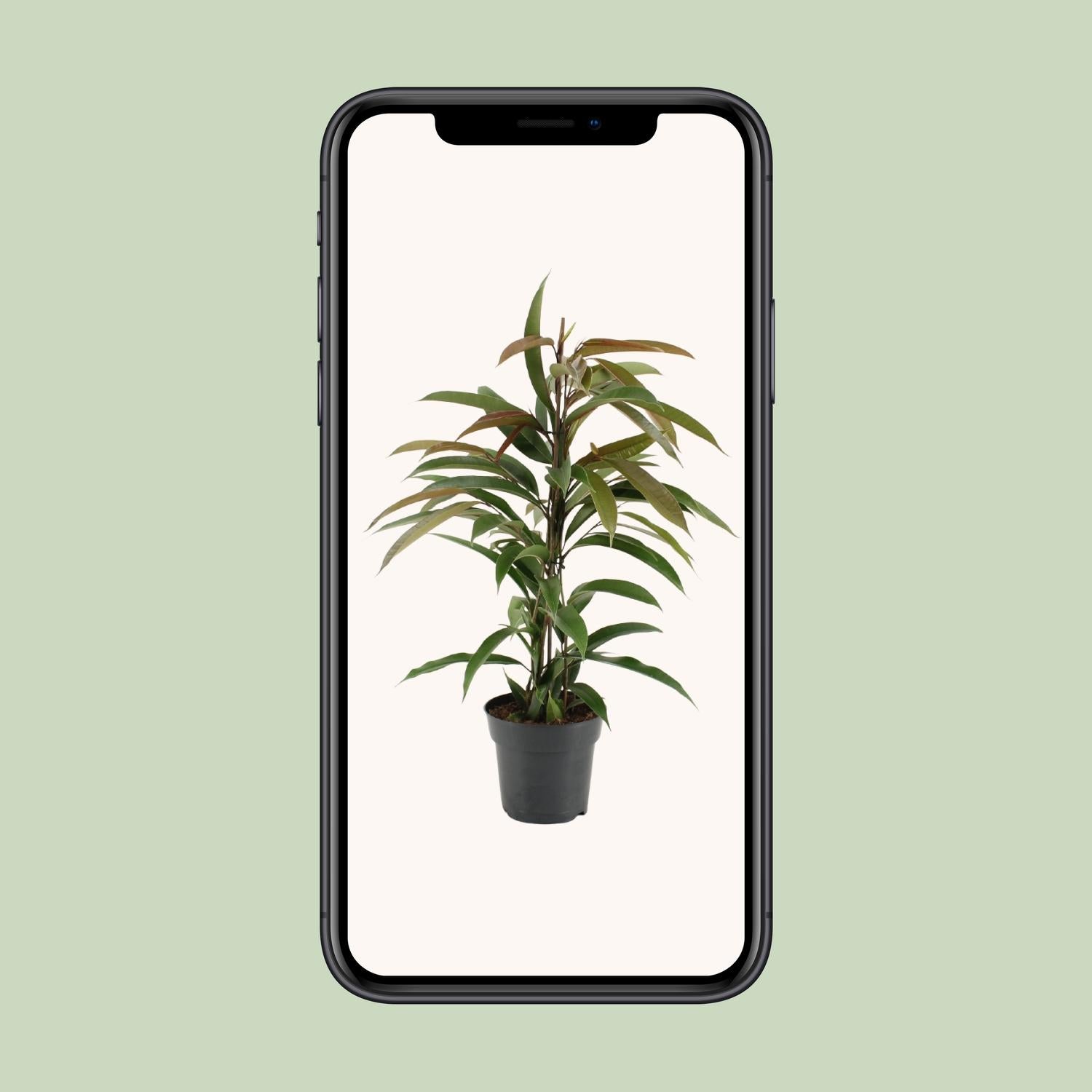 Ficus Binnendijkii Amstel King - Ø17cm - ↕70cm bei Pflanzfix24.de - Pflanzfix24.de
