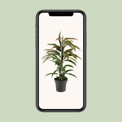 Ficus Binnendijkii Amstel King - Ø17cm - ↕70cm bei Pflanzfix24.de - Pflanzfix24.de