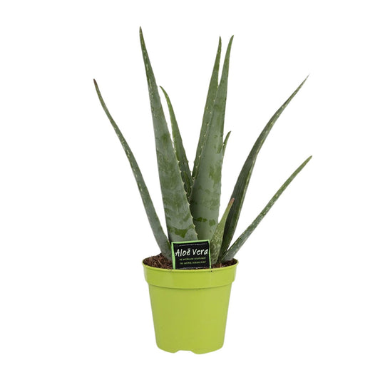 Aloe Vera - Ø15cm - ↕65cm bei Pflanzfix24
