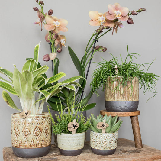 Echeveria Miranda Ø6 cm – Pflanzfix24.de - Pflanzfix24.de