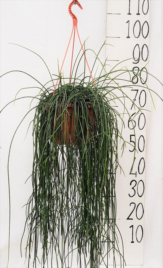 Rhipsalis Flocosa 20cm - Pflanzfix24