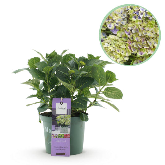Hortensie - Hydrangea Magical Jewel Blue - Blau - 6-10 Blumen - Topf 23cm Höhe 55cm - Pflanzfix24.de - Pflanzfix24.de