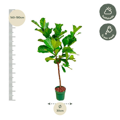 Ficus Lyrata-Stamm - 170 cm - ⌀30 - Pflanzfix24