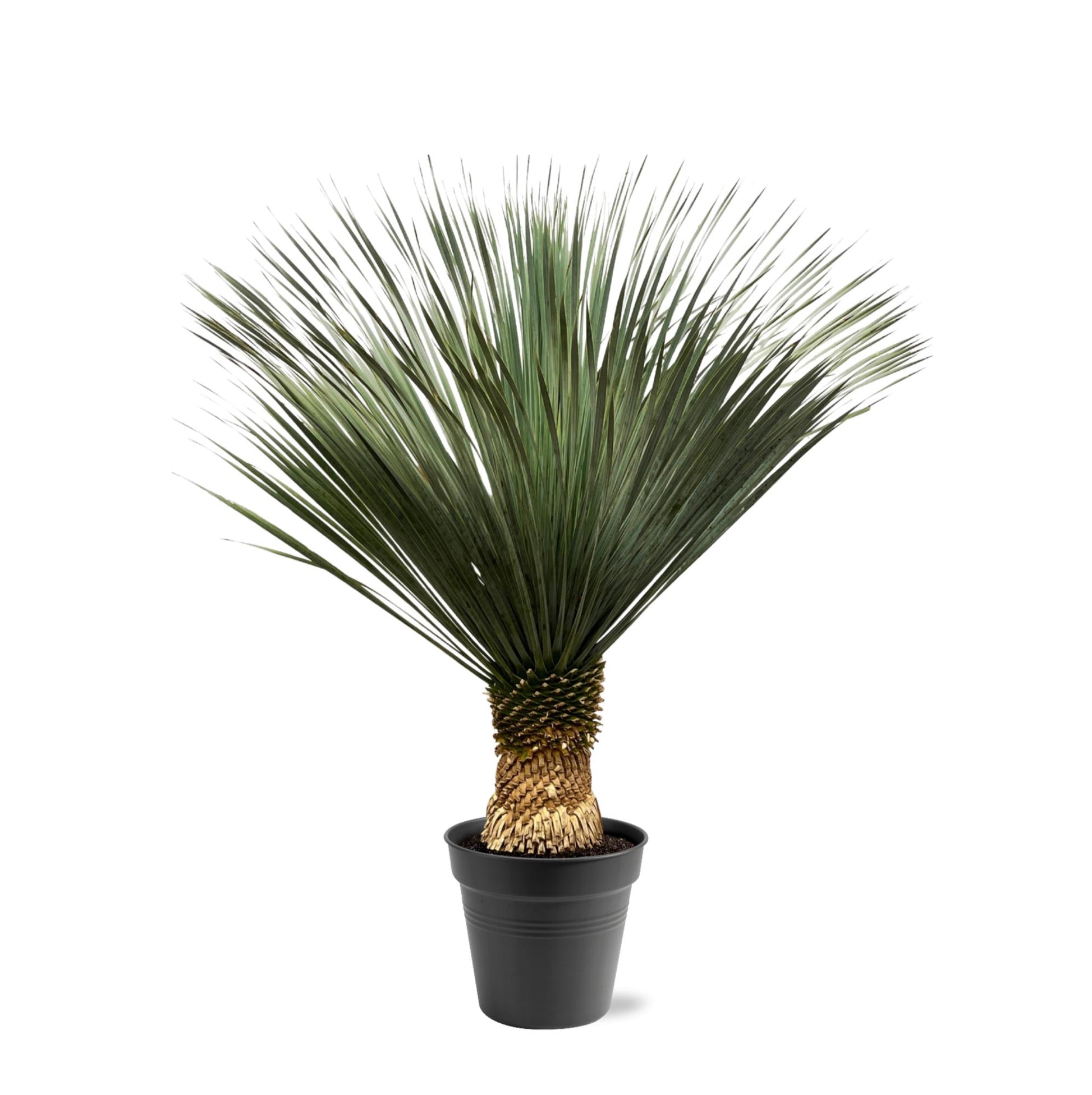 Yucca Rostrata 130-150 cm Topf Ø50 cm – Robust & Exotisch | Pflanzfix24.de - Pflanzfix24.de