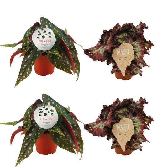 4er Set Begonia Maculata und Begonia Rex Balboa - Ø12cm Topf - Pflanzfix24