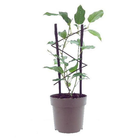 Actinidia Issai - Ø15cm - ↕40cm - Pflanzfix24