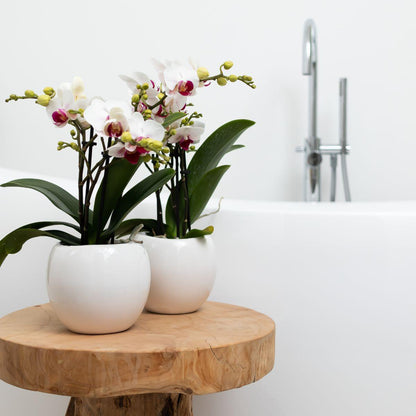 Bowl Blumentopf Weiß Ø9cm – Handgefertigter Keramiktopf mit Wellenrand | Pflanzfix24.de - Pflanzfix24.de