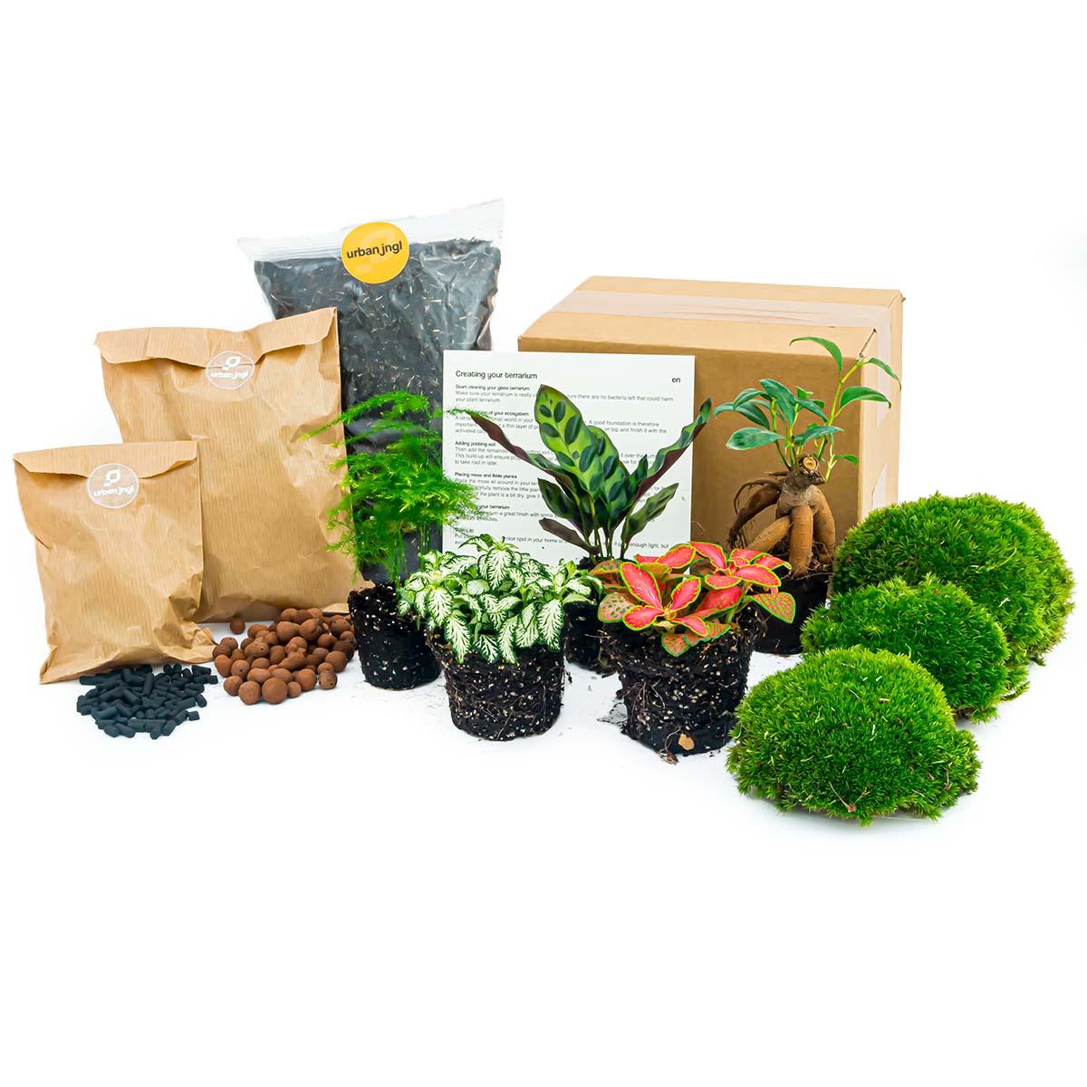 Planten Terrarium Pakket - 5 Pflanzen - DIY - Pflanzfix24